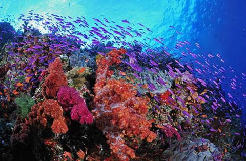 Taveuni Diving and Snorkeling - Coconut Grove Beachfront Cottages